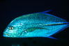 Blue spotted jack (also blue jack, blue trevally, bluefin trevally). Maui, Hawaii, USA. Image #07092