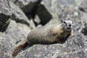 Yellow-bellied marmots can often be found on rocky slopes, perched atop boulders. Yellowstone National Park, Wyoming, USA. Image #07328