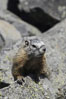 Yellow-bellied marmots can often be found on rocky slopes, perched atop boulders. Yellowstone National Park, Wyoming, USA. Image #07331