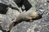 Yellow-bellied marmots can often be found on rocky slopes, perched atop boulders. Yellowstone National Park, Wyoming, USA. Image #07332