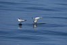 Elegant terns on a piece of elkhorn kelp.  Drifting patches or pieces of kelp provide valuable rest places for birds, especially those that are unable to land and take off from the ocean surface.  Open ocean near San Diego. California, USA. Image #07510