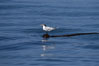 Elegant tern on a piece of elkhorn kelp.  Drifting patches or pieces of kelp provide valuable rest places for birds, especially those that are unable to land and take off from the ocean surface.  Open ocean near San Diego. California, USA. Image #07511
