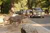 Mule deer pause beside traffic in Yosemite Valley. Yosemite National Park, California, USA. Image #07629