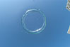 A underwater bubble ring!  Similar to the rings created by smokers, an underwater bubble ring can be made by exhaling just right.  When done correctly, the ring will rise toward the surface keeping its perfect toroidal form until it reaches a state of instability and breaks up. Image #07751