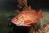 Vermillion rockfish. Image #07807