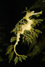 Leafy Seadragon. Image #07814