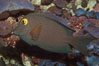 Kole tang (aka, goldring surgeonfish). Image #07826