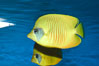 Golden butterflyfish. Image #07834