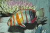 Harlequin tuskfish. Image #07846
