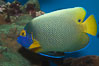 Blue face angelfish. Image #07853