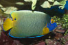 Blue face angelfish. Image #07855