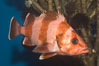 Flag rockfish. Image #07864
