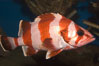 Flag rockfish. Image #07865