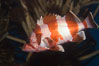 Flag rockfish. Image #07866