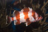 Flag rockfish. Image #07867
