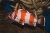 Flag rockfish. Image #07868