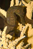 Longsnout seahorse. Image #07909
