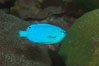 Sapphire devil (blue damselfish), female/juvenile coloration. Image #07918