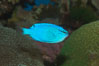 Sapphire devil (blue damselfish), female/juvenile coloration. Image #07919