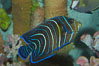 Semicircle angelfish, juvenile form. Image #07925