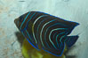 Semicircle angelfish, juvenile form. Image #07926