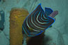 Semicircle angelfish, juvenile form. Image #07927