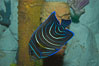 Semicircle angelfish, juvenile form. Image #07928