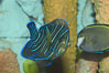 Semicircle angelfish, juvenile form. Image #07929