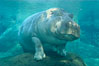 Hippopotamus. Image #07938