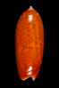 Oliva lignaria cryptospira. Image #07962