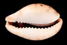 Pale Cowrie. Image #08014