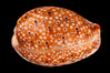 Ocellate Cowrie. Image #08059