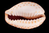 Ocellate Cowrie. Image #08060