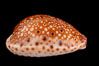 Ocellate Cowrie. Image #08061