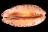Retifera form of Indian Jester Cowrie. Image #08119