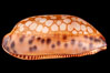 Retifera form of Indian Jester Cowrie. Image #08120