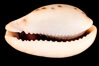 Pale Cowrie. Image #08123