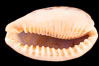 Five-Banded Caurica Cowrie. Image #08152