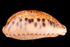 Five-Banded Caurica Cowrie. Image #08153