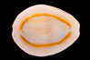 Gold-ring Cowrie. Image #08466