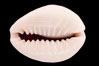 Gold-ring Cowrie. Image #08467