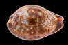 Zoned Cowrie. Image #08573