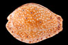 Ocellate Cowrie. Image #08597