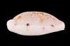 Translucent Tapering Cowrie. Image #08615
