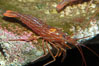 Red rock shrimp. Image #08640