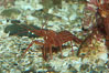 Red rock shrimp. Image #08644