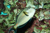 Arabian surgeonfish. Image #08654