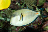 Arabian surgeonfish. Image #08655