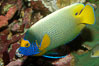 Blue face angelfish. Image #08662