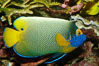 Blue face angelfish. Image #08663